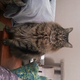 Illustration for article titled My poor kitty, Mina, had three teeth removed today